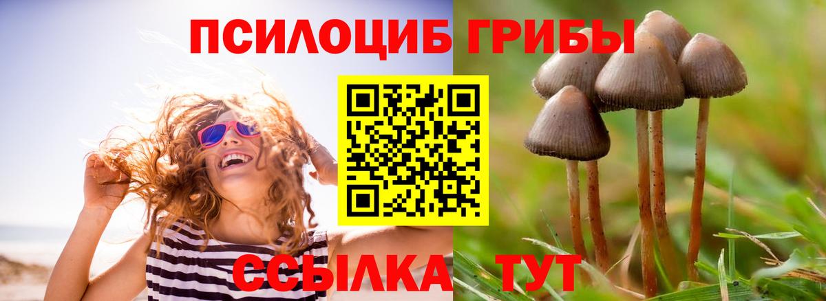 Галлюциногенные грибы Cubensis  Вход с VPN  Саяногорск 